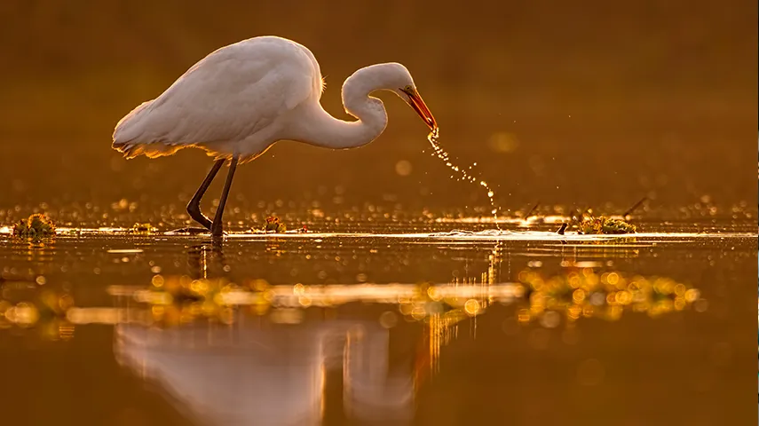 There's an image of a heron standing in shallow water droplets dripping from its beak, likely just captured a fish. 